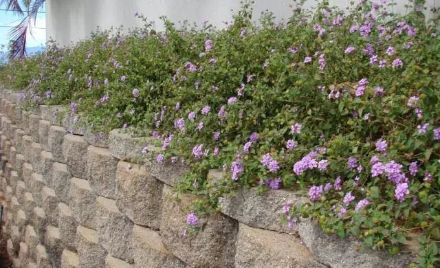 混合花境設(shè)計與種植建議