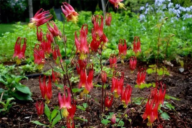 混合花境設(shè)計與種植建議