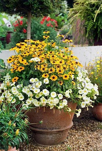 混合花境設(shè)計與種植建議