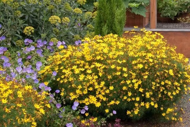 混合花境設(shè)計與種植建議