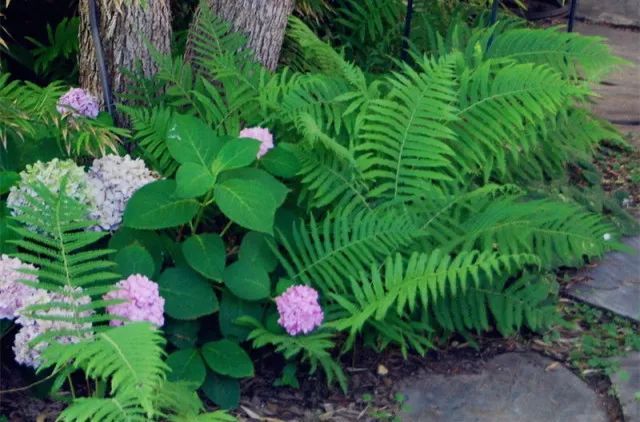 混合花境設(shè)計與種植建議