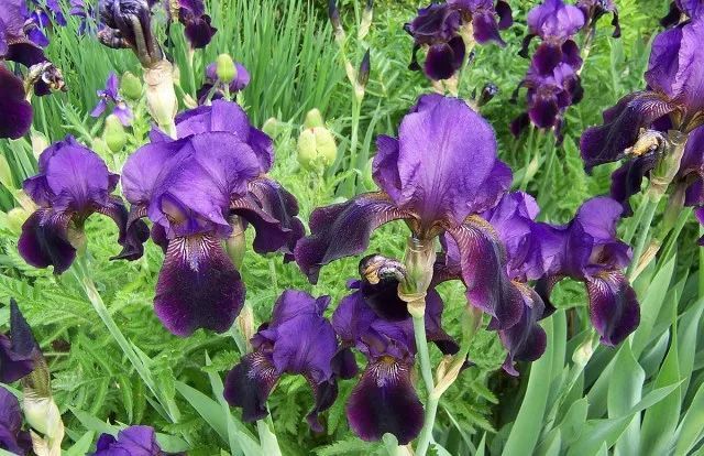 混合花境設(shè)計與種植建議