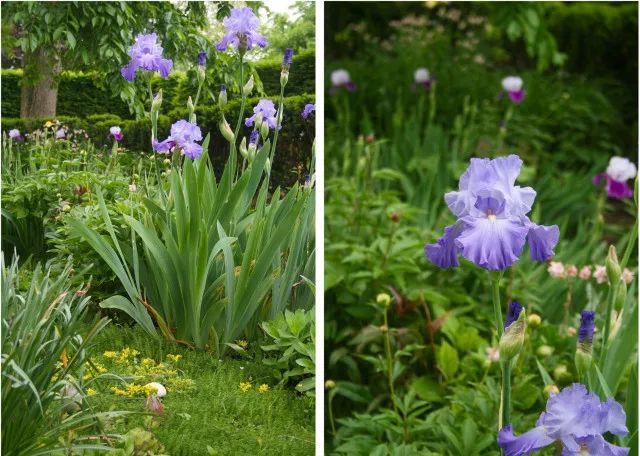 混合花境設(shè)計與種植建議