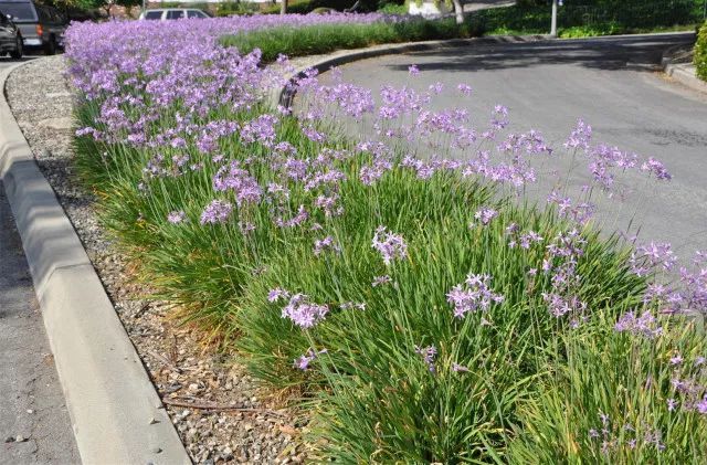 混合花境設(shè)計與種植建議