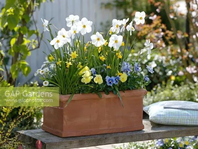 混合花境設(shè)計與種植建議