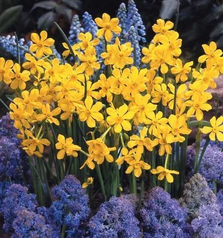 混合花境設(shè)計與種植建議