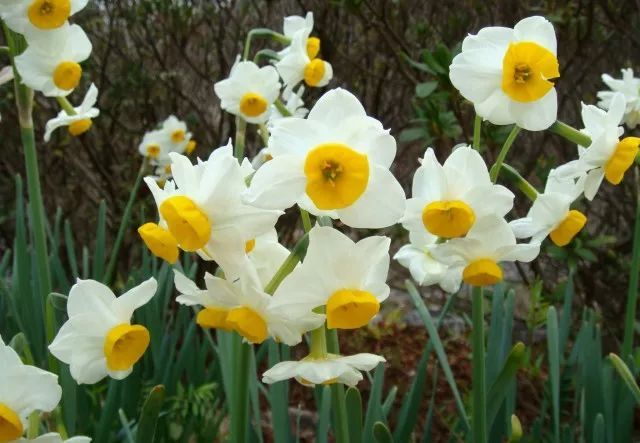 混合花境設(shè)計與種植建議