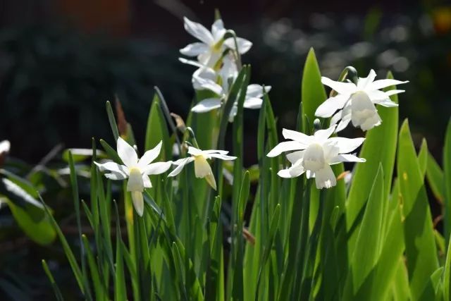 混合花境設(shè)計與種植建議