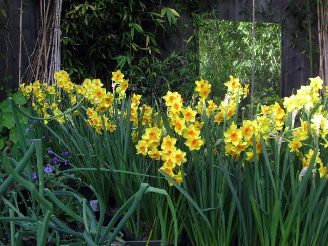 混合花境設(shè)計與種植建議