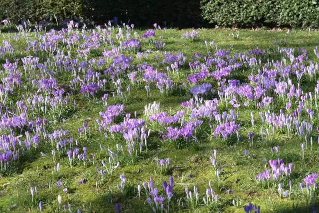 混合花境設(shè)計與種植建議