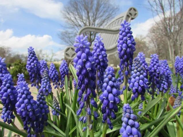 混合花境設(shè)計與種植建議