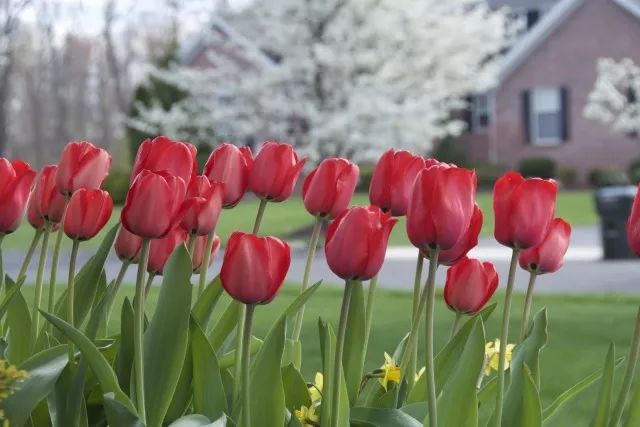 混合花境設(shè)計與種植建議