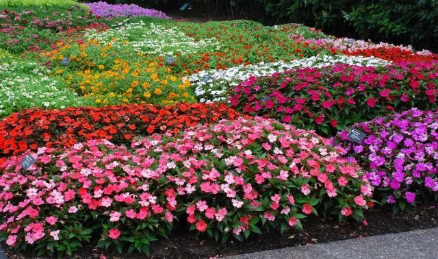 混合花境設(shè)計與種植建議