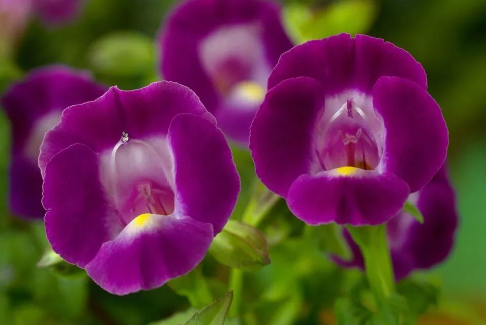 混合花境設(shè)計與種植建議