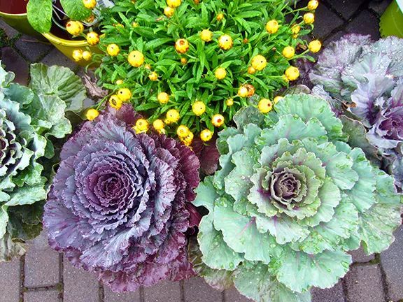 混合花境設(shè)計與種植建議