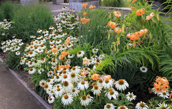 庭院設(shè)計常見草花目錄