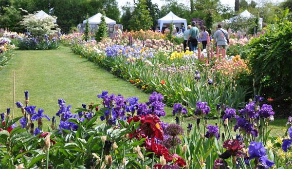 庭院設(shè)計常見草花目錄