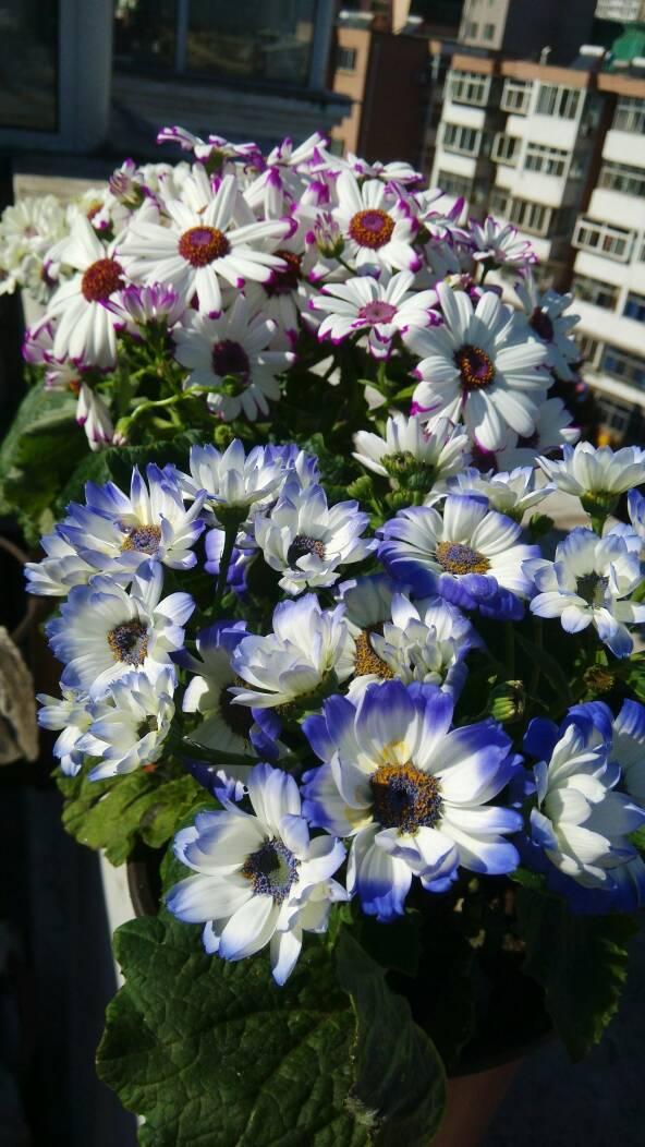 瓜葉菊花色典雅明亮 是陽臺盆栽佳品