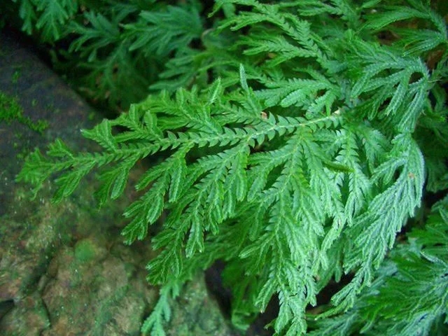 世界上最神奇的植物,會爆炸還能“跑”