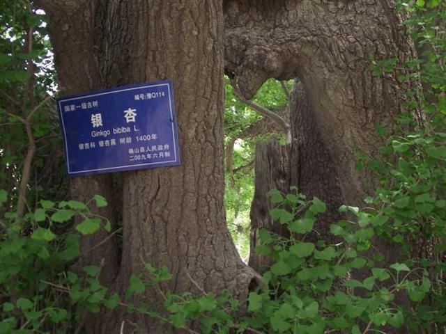 河南千年古寺里的千年古樹仍枝繁葉茂