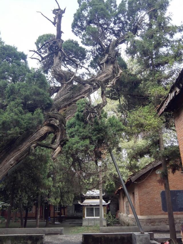 河南千年古寺里的千年古樹仍枝繁葉茂