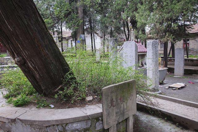 河南千年古寺里的千年古樹仍枝繁葉茂