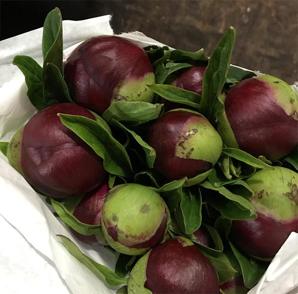 高海拔芍藥鮮切花栽培技術