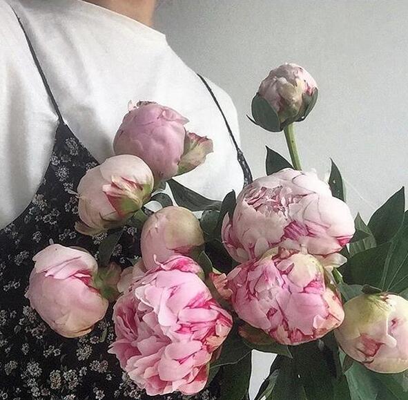 高海拔芍藥鮮切花栽培技術