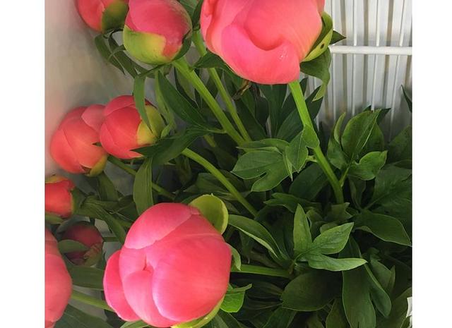 高海拔芍藥鮮切花栽培技術