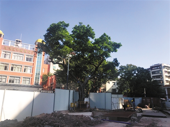 古樹名木 該不該為地鐵換乘站讓路?