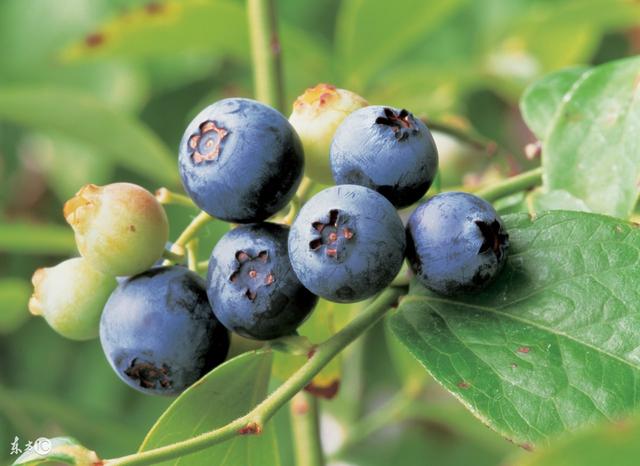 關(guān)于苗木——藍(lán)莓種植中的關(guān)鍵注意事項(xiàng)