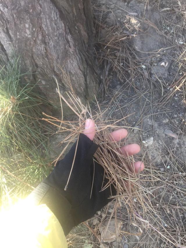 關(guān)于苗木——藍(lán)莓種植中的關(guān)鍵注意事項(xiàng)