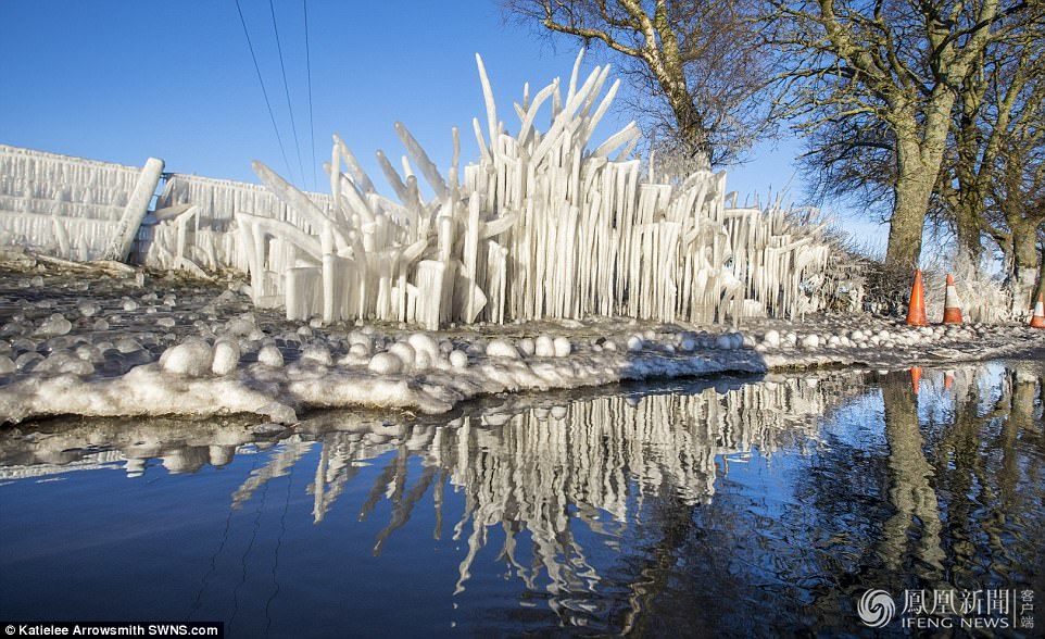 天太冷，英國植物變冰雕