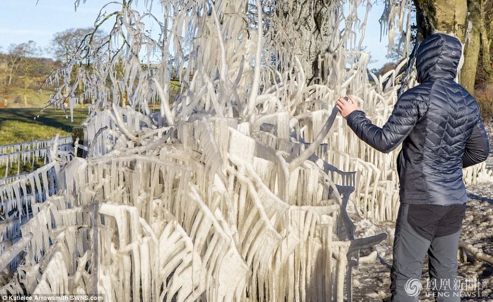 天太冷，英國植物變冰雕