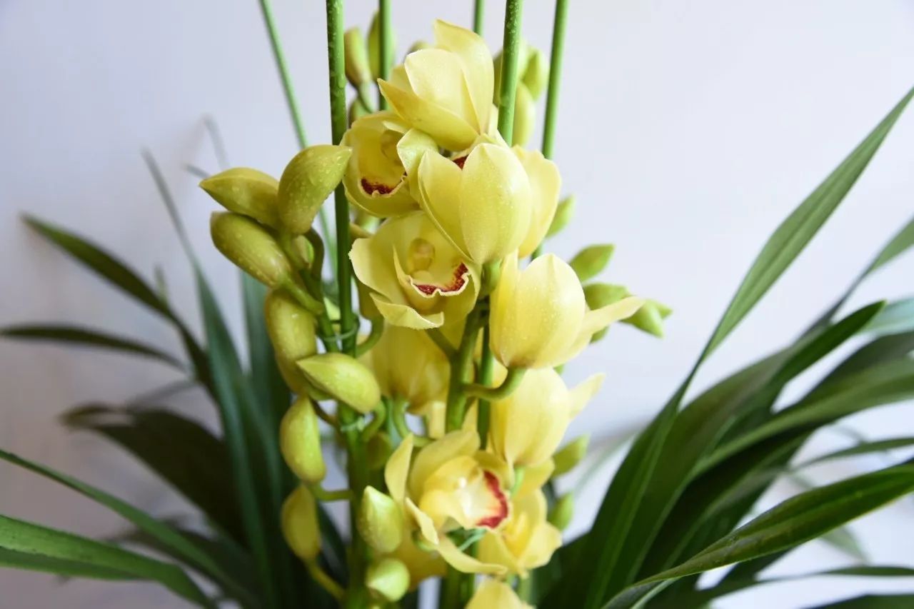 大花蕙蘭的養(yǎng)護(hù)