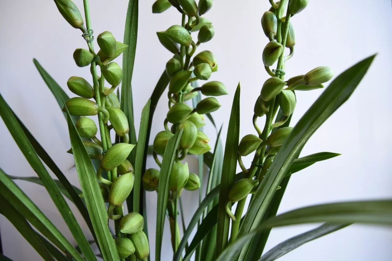 大花蕙蘭的養(yǎng)護(hù)