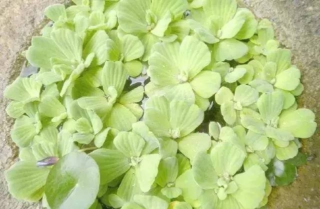 養好這些水生植物勝過花卉盆栽