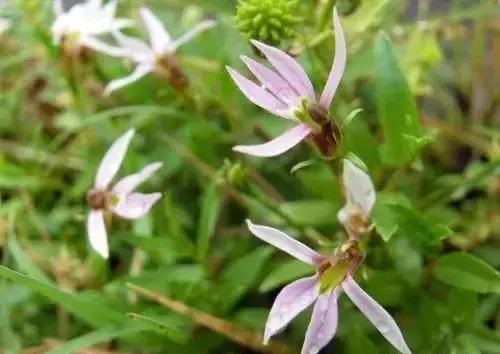 養好這些水生植物勝過花卉盆栽