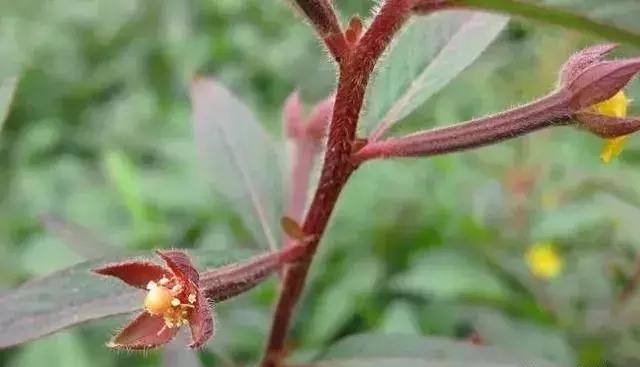 養好這些水生植物勝過花卉盆栽