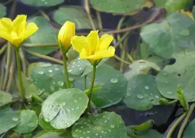 養好這些水生植物勝過花卉盆栽