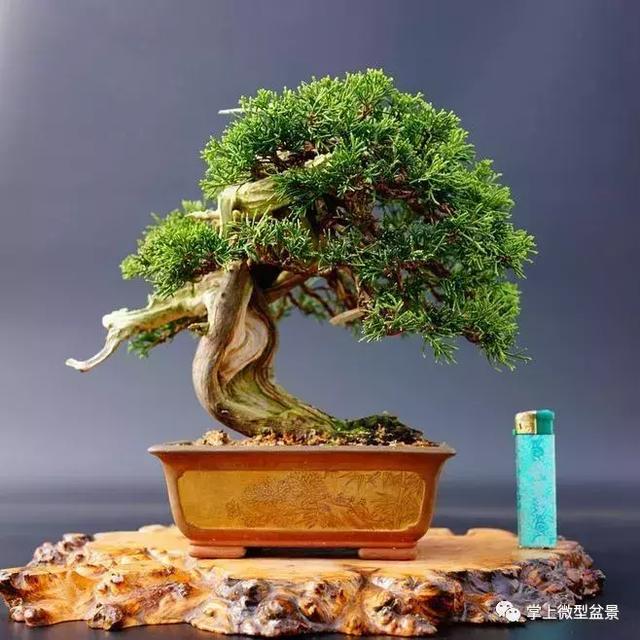 盆景上盆后長得慢，有讓枝干增粗的好辦法嗎