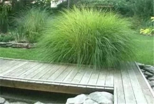 觀賞草在景觀設(shè)計中的運用方向