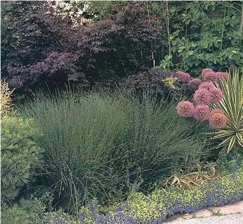 觀賞草在景觀設(shè)計中的運用方向