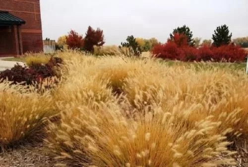 觀賞草在景觀設(shè)計中的運用方向