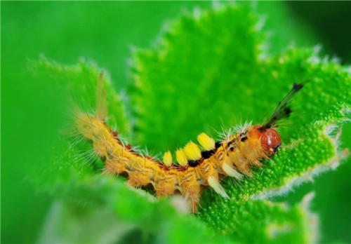 科學發現：植物可以聽到自己被吃掉的聲音
