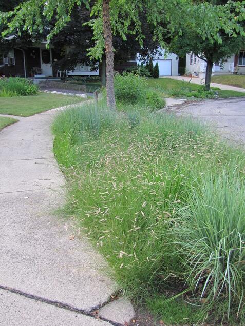 用野生花卉打造完美小花園的四點建議