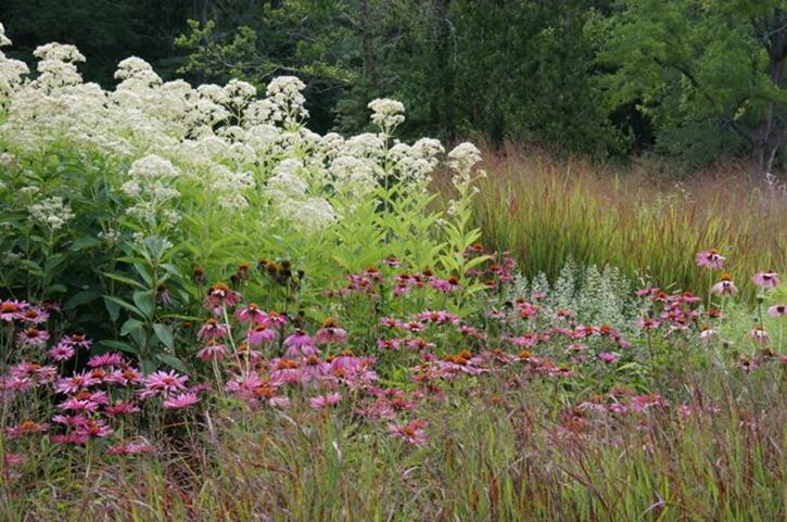 用野生花卉打造完美小花園的四點建議