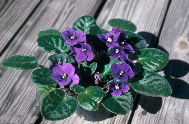 這些花卉植物,在任何地方都可以養(yǎng)殖的很好