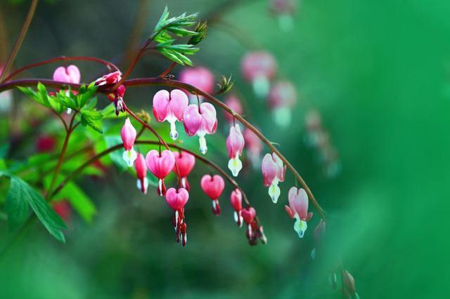 這些花卉植物,在任何地方都可以養(yǎng)殖的很好