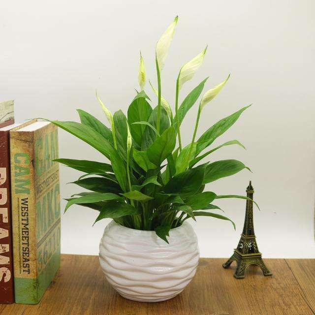 這些花卉植物,在任何地方都可以養(yǎng)殖的很好